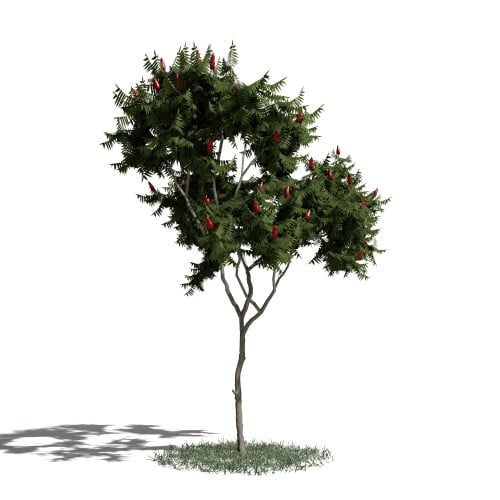 Tree 6 AM1 for Blender Archmodels