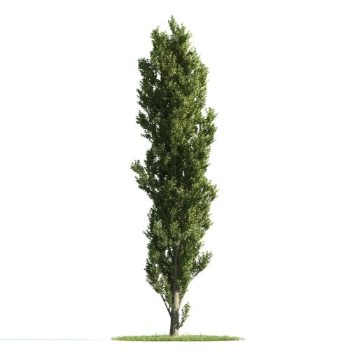 Tree 26 AM176 Archmodels