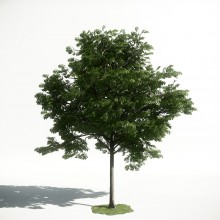 Tree 33 AM1 for CryEngine Archmodels