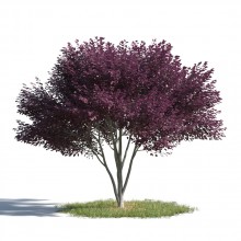 tree 96 AMC1