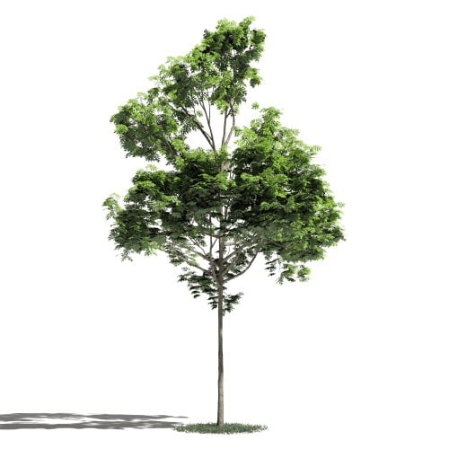 Tree 38 AM1 for Blender Archmodels
