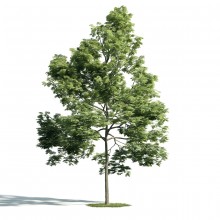Tree 39 AM171 Archmodels