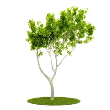 Plant 56 AM52 for Cinema4D Archmodels