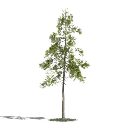 Tree 25 AM1 for Blender Archmodels