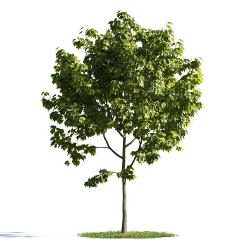 Tree 14 AM176 Archmodels
