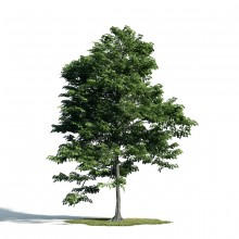 Tree 40 AM171 Archmodels