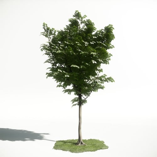 Tree 42 AM1 for CryEngine Archmodels