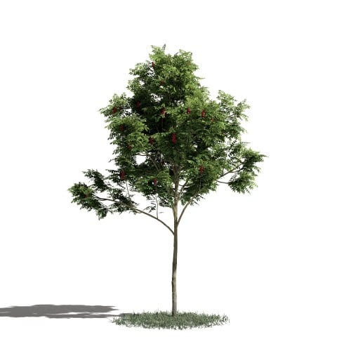 Tree 3 AM1 for Blender Archmodels