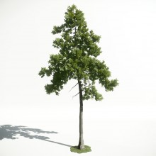 Tree 25 AM1 for CryEngine Archmodels
