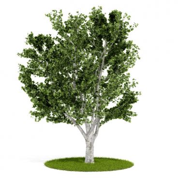 Plant 55 AM52 for Cinema4D Archmodels