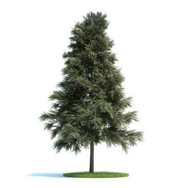 Pinus sylvestris Plant 48 AM58 Archmodels