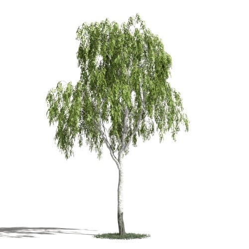 Tree 16 AM1 for Blender Archmodels