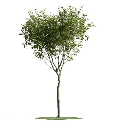 tree 20 AM163 Archmodels