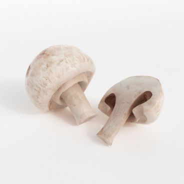 mushrooms 41 AM130 Archmodels