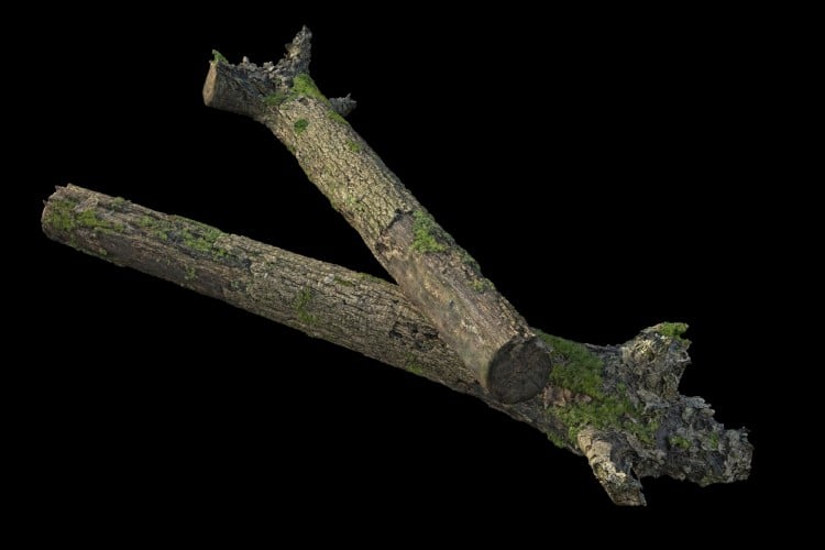 32 forest element