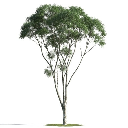 tree 47 AMC1