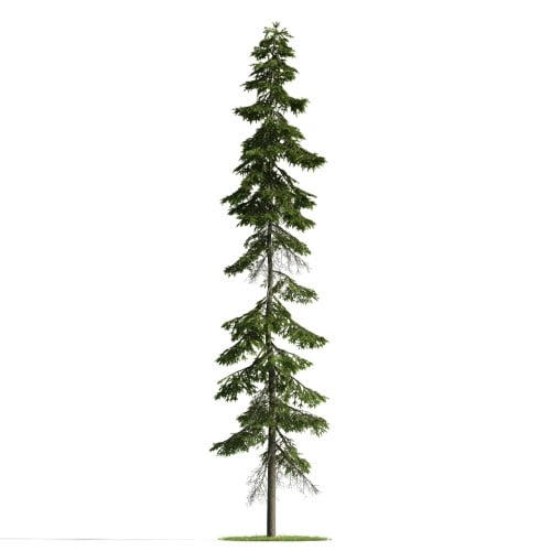 Tree 41 AM176 Archmodels
