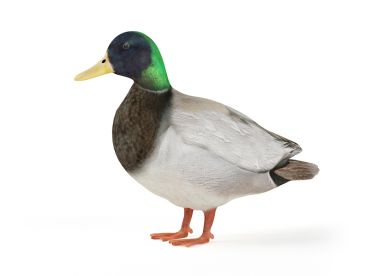 duck 20 AM83 Archmodels