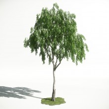 Tree 16 AM1 for CryEngine Archmodels