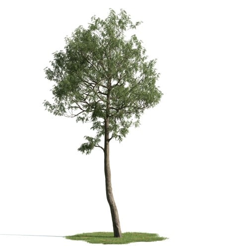 tree 47 AM163 Archmodels