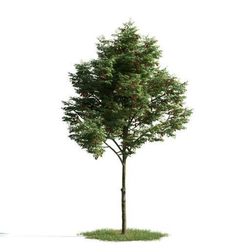 tree 3 AM163 Archmodels