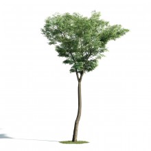 Tree 46 AM171 Archmodels
