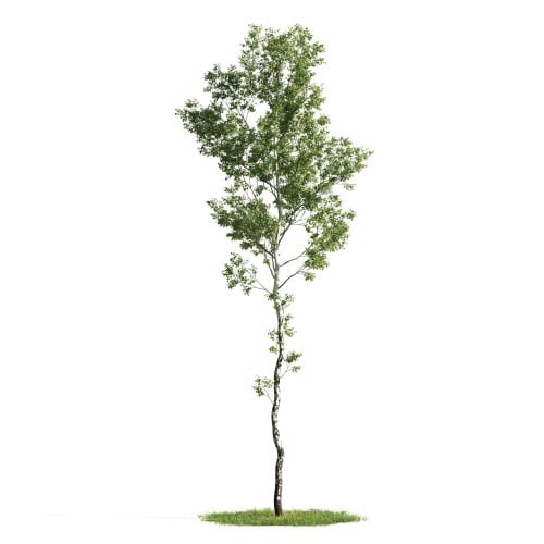 Tree 2 AM176 Archmodels