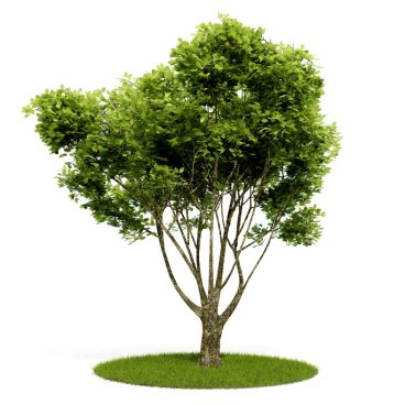 Plant 11 AM52 for Cinema4D Archmodels