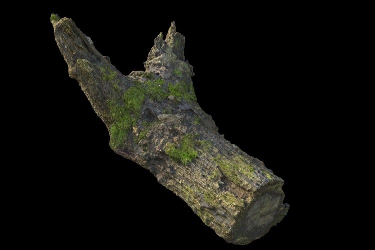23 forest element