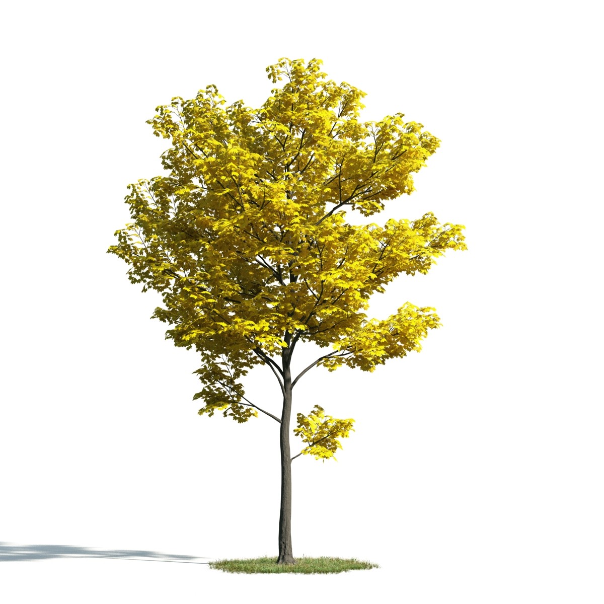 recolta păstor Rotunjeste  Tree 30 AM171 Archmodels - max, c4d, obj, fbx 3D model - Evermotion