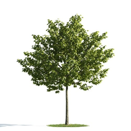 Tree 16 AM176 Archmodels