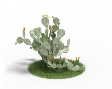 Opuntia ficus indica 54 AM3 for Cinema4D Archmodels