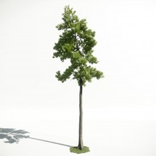Tree 27 AM1 for CryEngine Archmodels