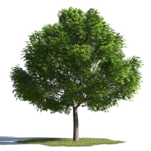 tree 32 AMC1