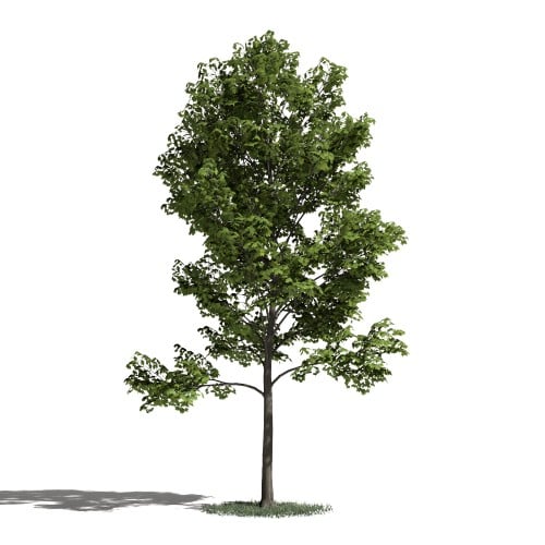 Tree 28 AM1 for Blender Archmodels