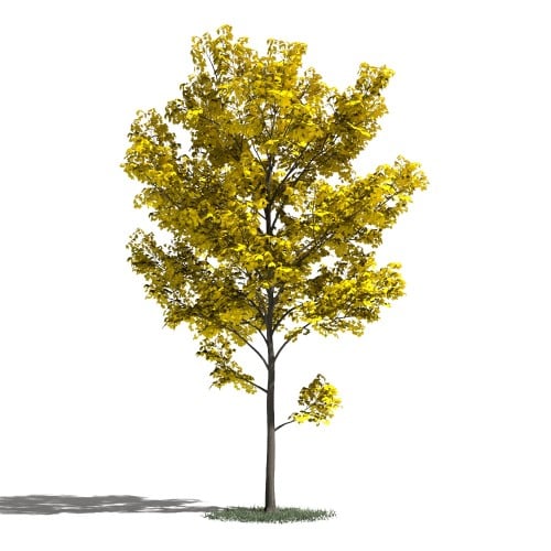Tree 30 AM1 for Blender Archmodels