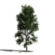 Tree 52 AM1 for Blender Archmodels