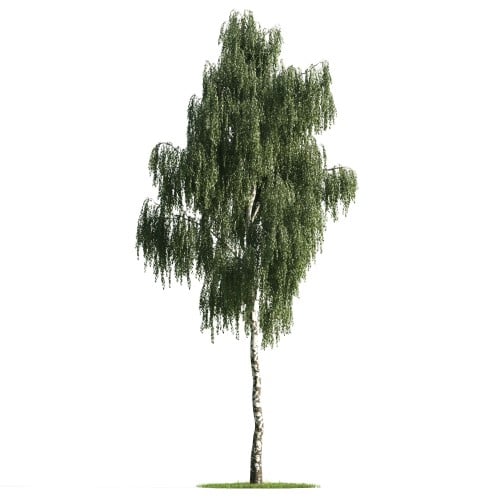 Tree 6 AM176 Archmodels