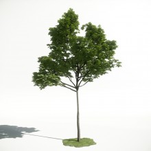 Tree 37 AM1 for CryEngine Archmodels