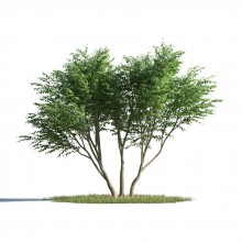 tree 53 AMC1