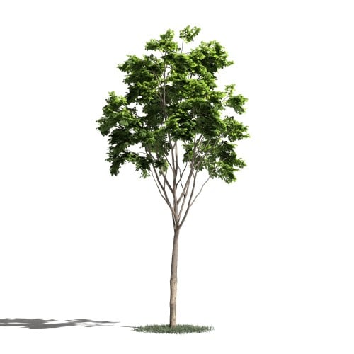 Tree 21 AM1 for Blender Archmodels