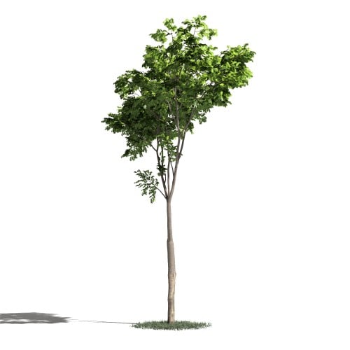 Tree 20 AM1 for Blender Archmodels