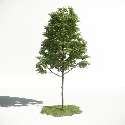 Tree 2 AM1 for CryEngine Archmodels
