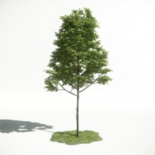 Tree 2 AM1 for CryEngine Archmodels