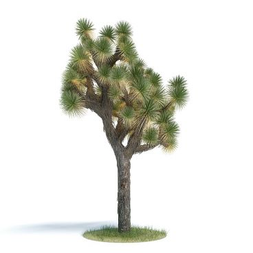 Yucca brevifolia Plant 53 AM61 Archmodels