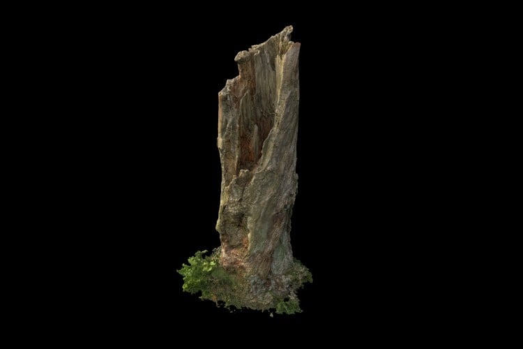 17 forest element