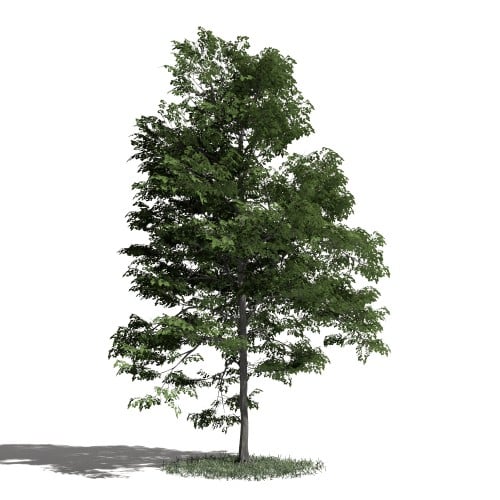 Tree 40 AM1 for Blender Archmodels