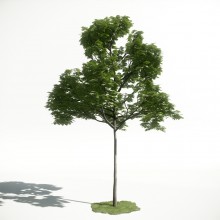 Tree 38 AM1 for CryEngine Archmodels
