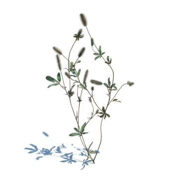 Trifolium arvense 43 AM126 Archmodels