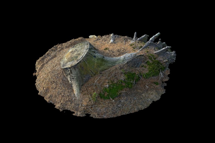 26 forest element